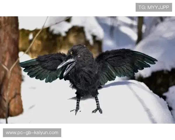 乌鸦进攻火力十足，防守端同样稳固，乌鸦的攻击方式